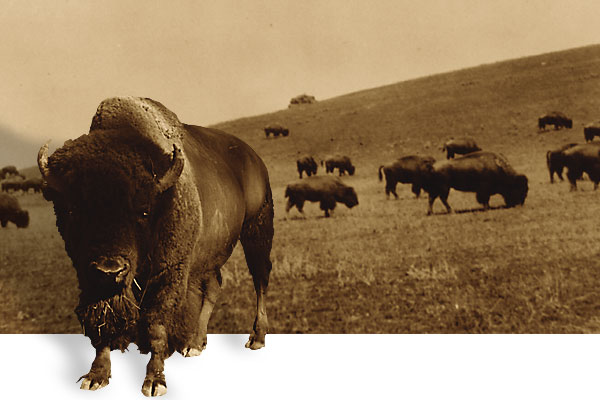 The Last Great Buffalo Roundup