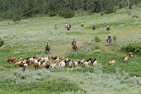 The Cadillac of Cattle Drives