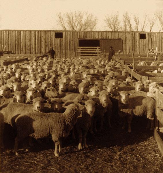 Why Sheep Started So Many Wars in the American West