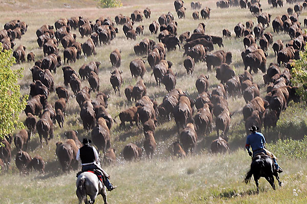 boggs-unleashed_south-dakota_buffalo-roundup_custer-state-park