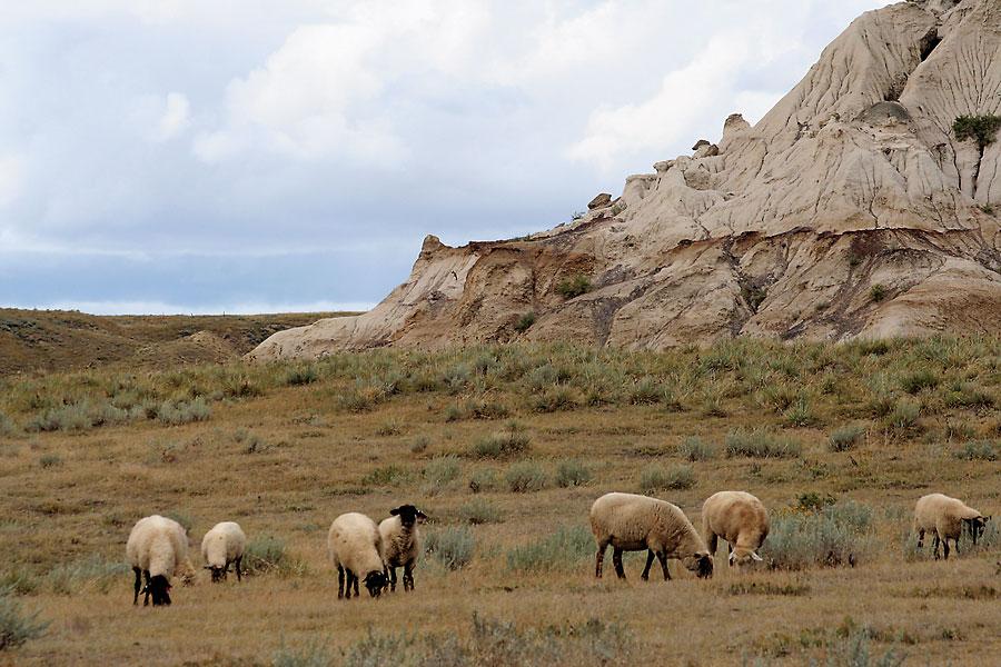 Why Sheep Started So Many Wars in the American West