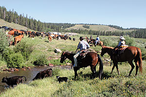 guest_ranch_klondike_buffalo_wyoming_working-cattle