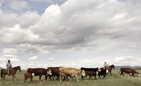 scott-baxter-photograph-arizona-ranching-x-diamond-ranch-chevelon-butte-4cs-sierra-bonita