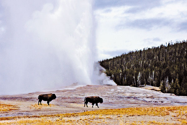 Yellowstone-Grand Teton National Parks