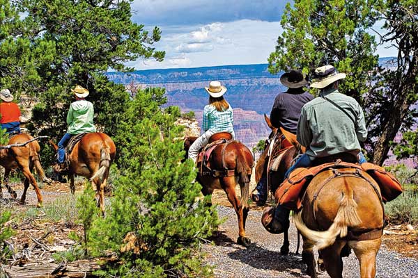 Mules & Canyons, Oh My!