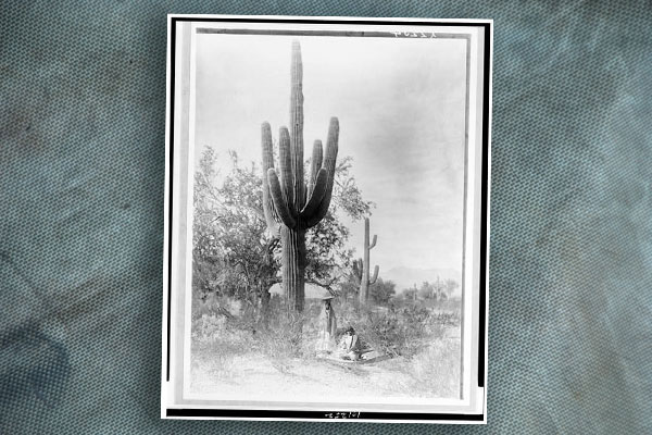 pima-women-gathrering-saguaro-fruit-by-edward-curtis-loc-3c01252r-blog