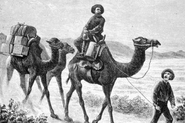 Camels in the West