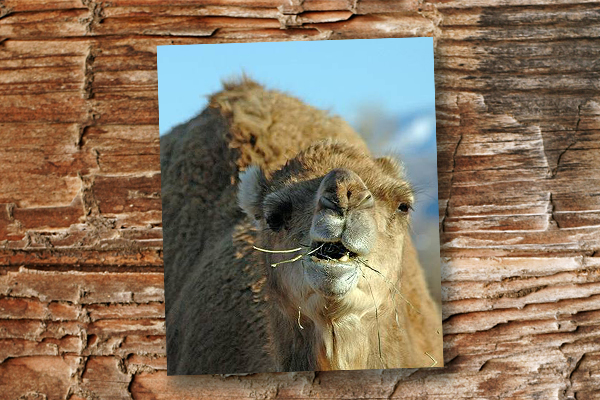 camels-blog
