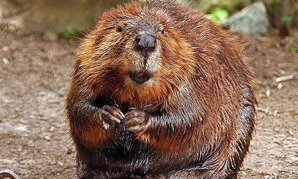 photo of Beaver