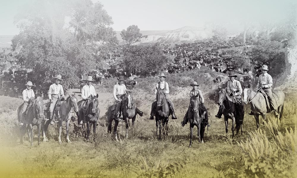 Chisholm trail texas cowboys with cattle true west