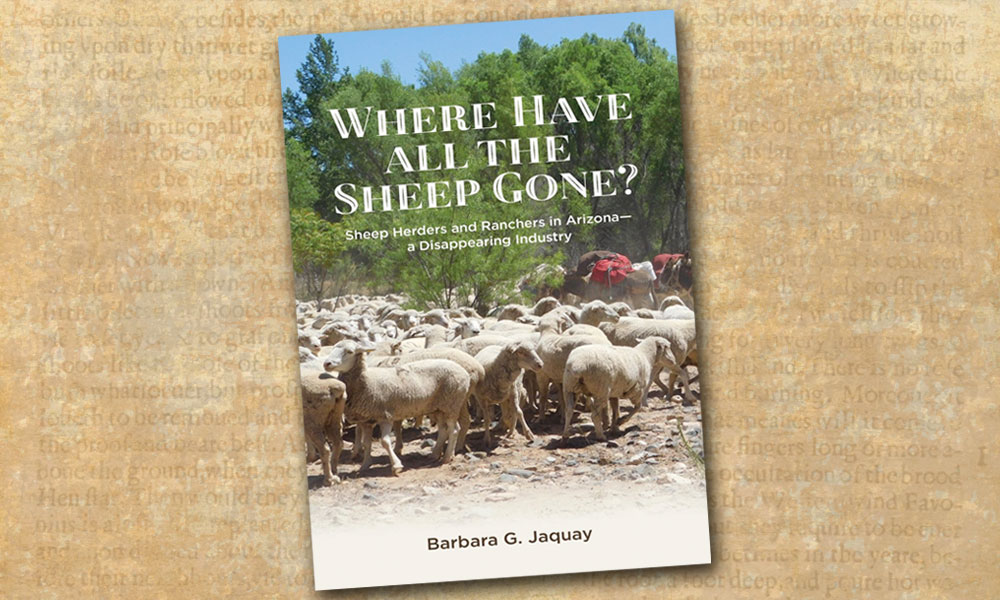 Lost Sheep