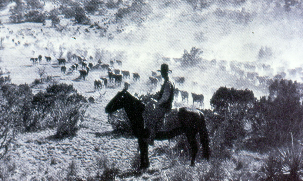cowboy and cattle true west