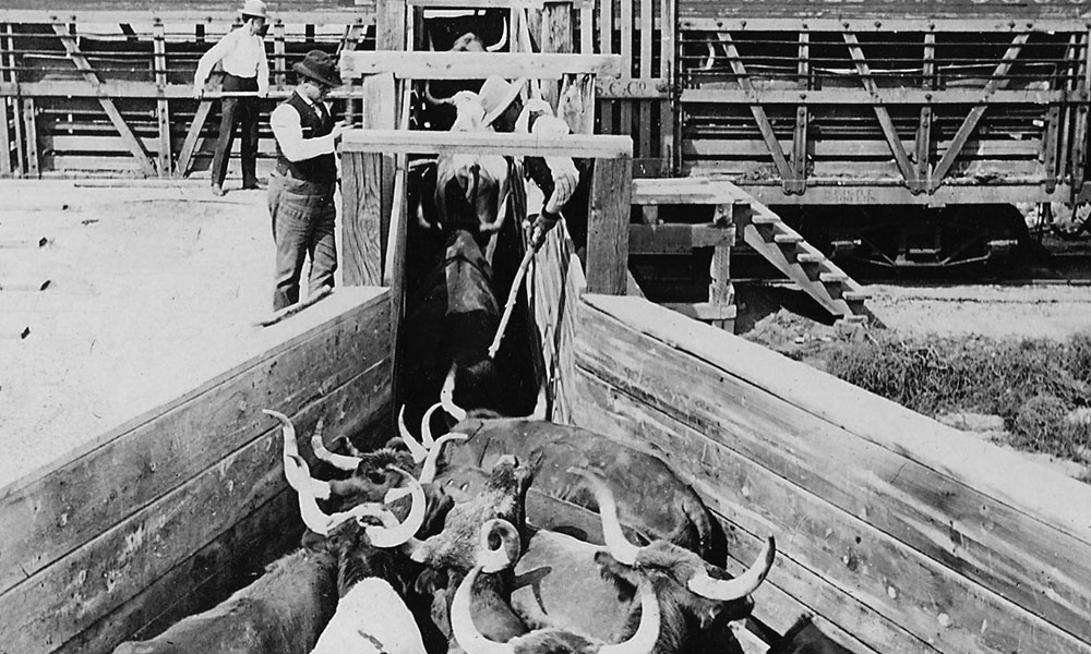 Shipping Cattle to Market by Rail