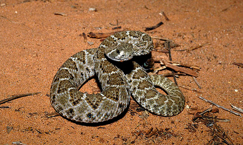 western diamondback rattlesnake bite