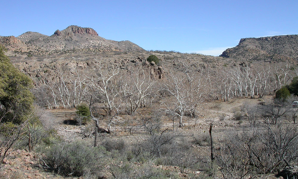 The Massacres at Skeleton and Guadalupe Canyons