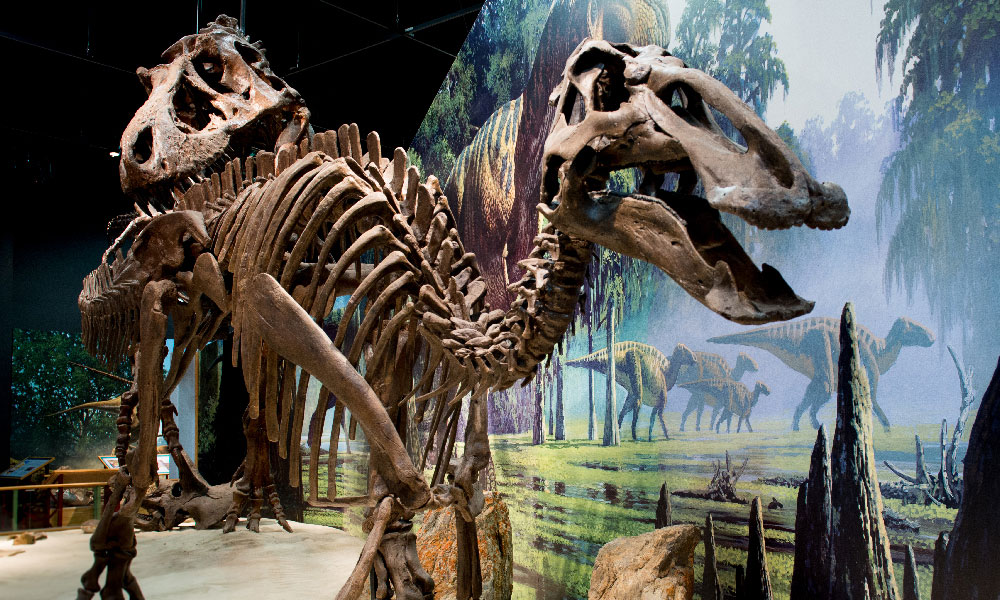 Dinosaur skeleton in museum in Montana