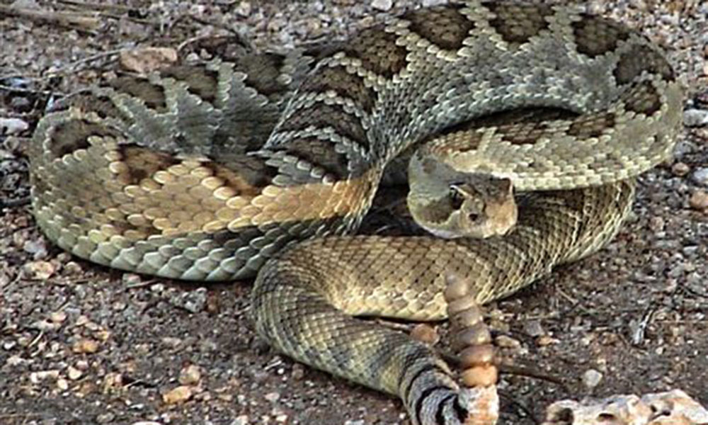 Rattlesnakes