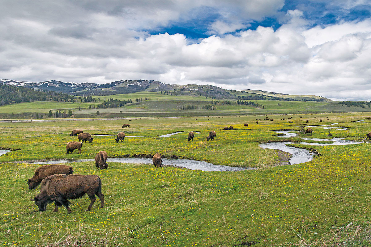 buffalo grazing red lodge montana true west magazine