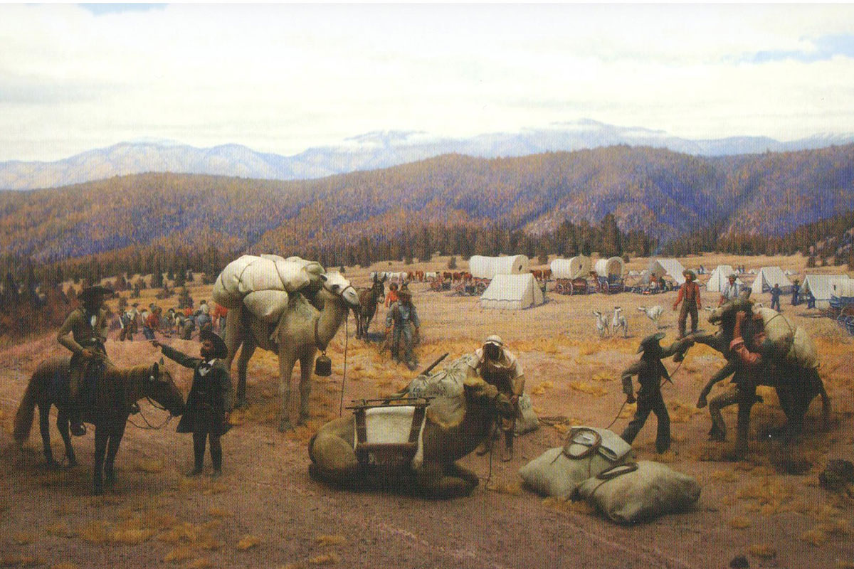 camel expedition artwork true west magazine