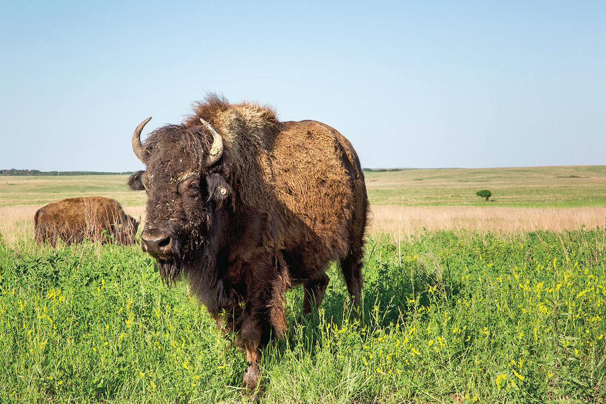 pawhuska buffalo true west magazine