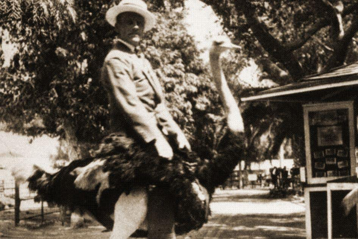 When Cowboys Became Ostrich Boys With a head-em-up, move-em-out and a yippie-ti-yi-yay, cowboys, became ostrich boys, were actually driving herds of ostriches...