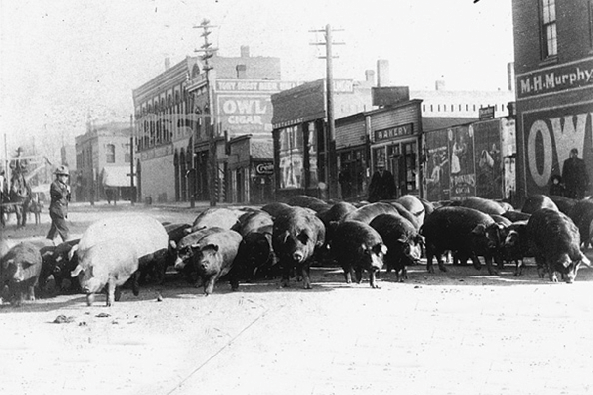 The Longest Cattle Drive in American History