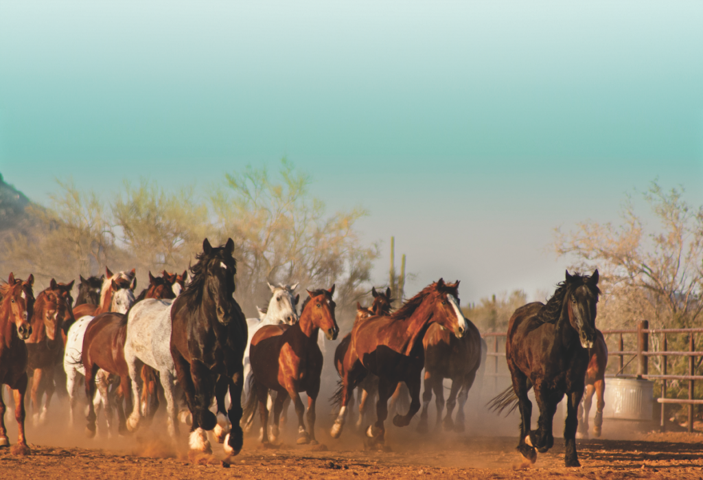 Cattle Branding in Texas: Show Us Your Herd! - George Ranch Historical Park