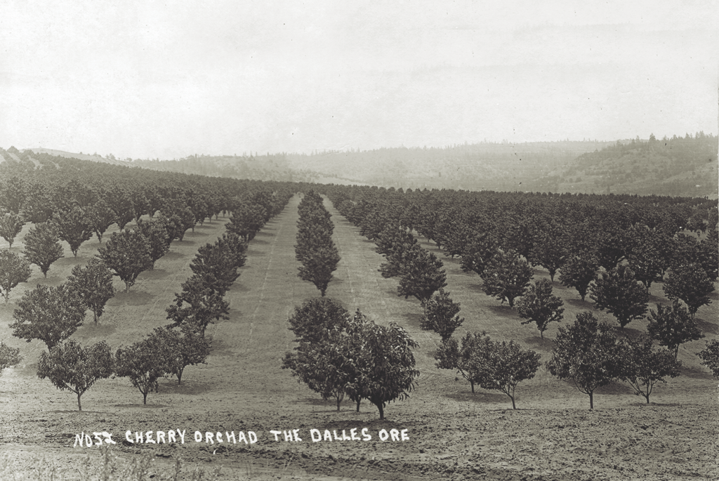 The earliest settlers of Oregon realized early on that the northwestern state had the perfect climate for cherry production. The Dalles (below) became a well-known agricultural region for the Royal Anne cherry, a popular choice in the production of maraschino cherries.Orchard Photo Courtesy the Gerald W Williams Collection, Oregon State University/Cherry Crate Label Courtesy True West Archives
