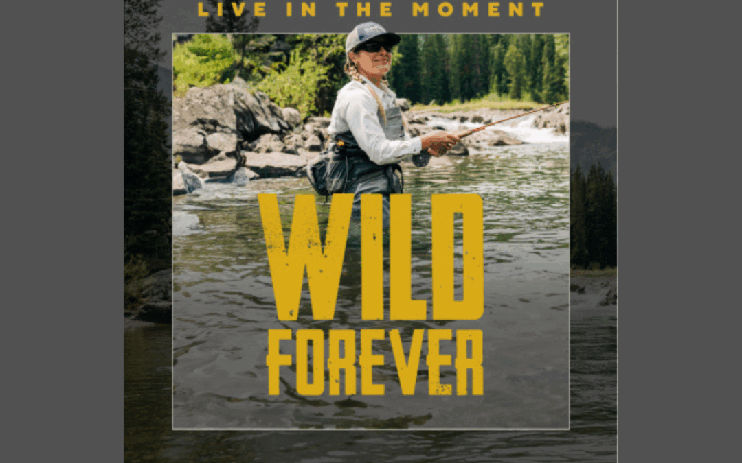Cody Yellowstone